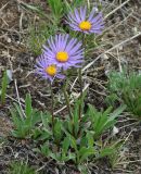 Aster alpinus