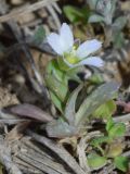 Holosteum umbellatum