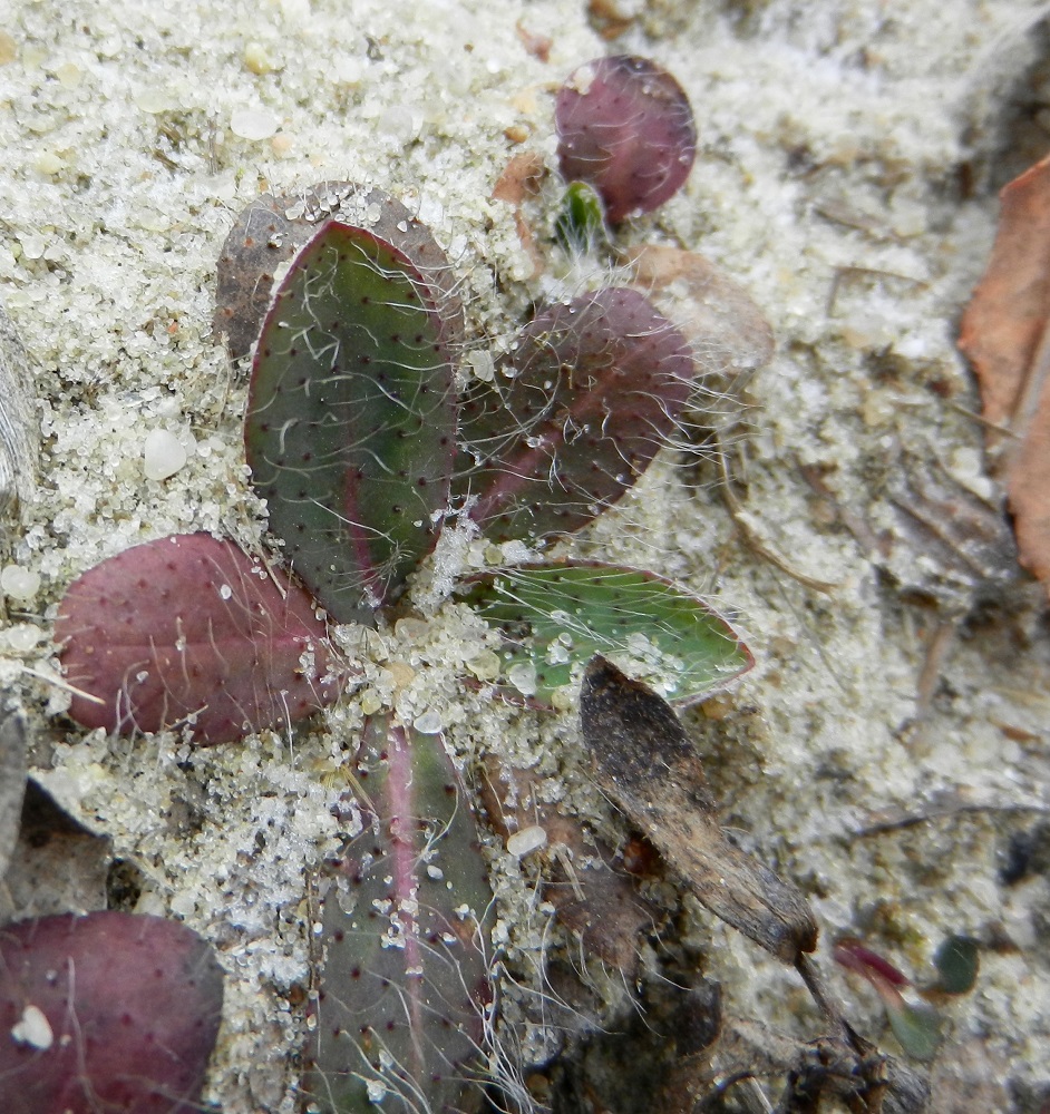 Изображение особи Pilosella officinarum.