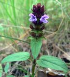 Prunella vulgaris. Верхушка цветущего растения. Свердловская обл., окр. с. Курганово, Верхнемакаровское вдхр., смешанный лес. 11.07.2009.