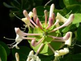 Lonicera caprifolium