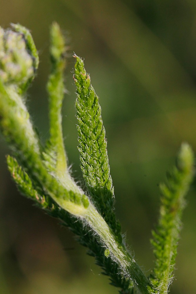 Изображение особи Achillea collina.