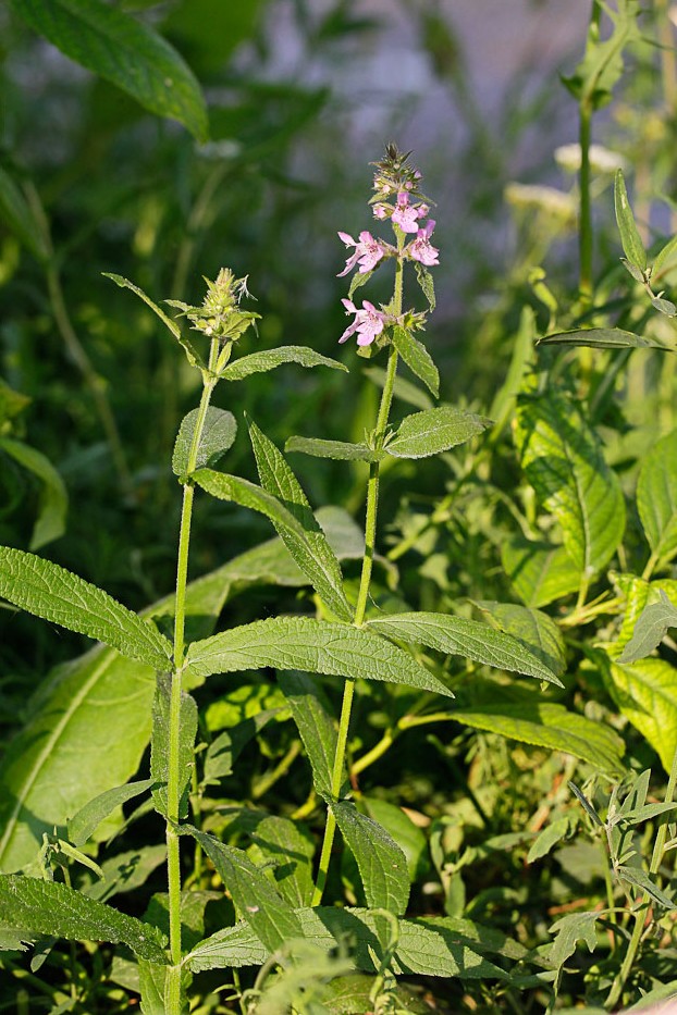 Изображение особи Stachys palustris.