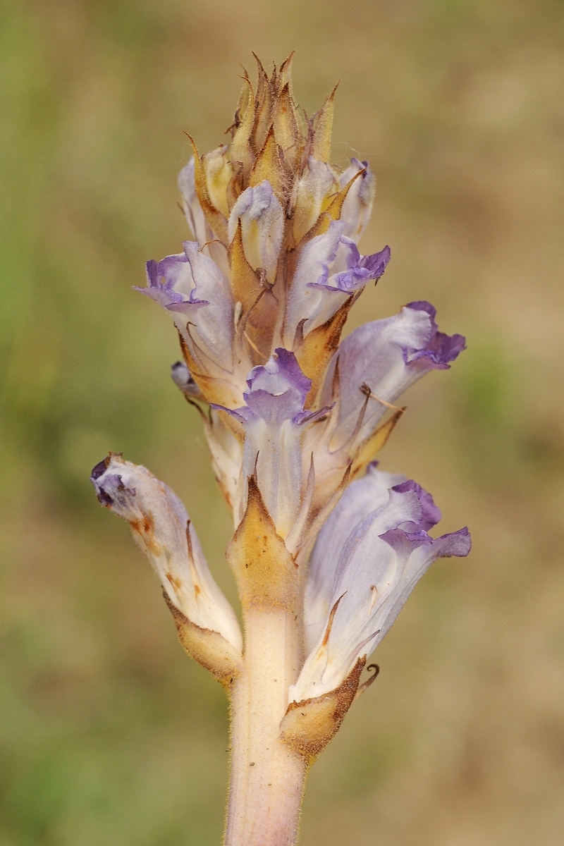 Изображение особи Orobanche amoena.