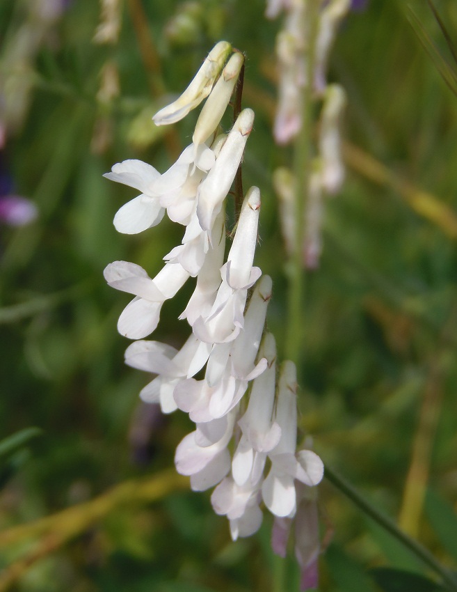 Изображение особи Vicia villosa.