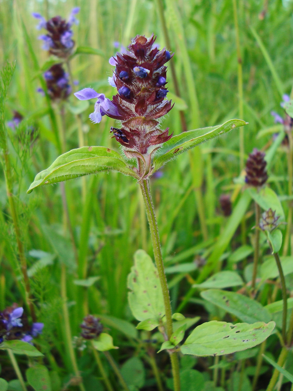 Изображение особи Prunella vulgaris.