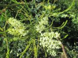 Grevillea flexuosa