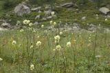 Cephalaria gigantea. Верхушки цветущих растений. Кабардино-Балкария, Эльбрусский р-н, южный склон Эльбруса, луг. 21.08.2008.