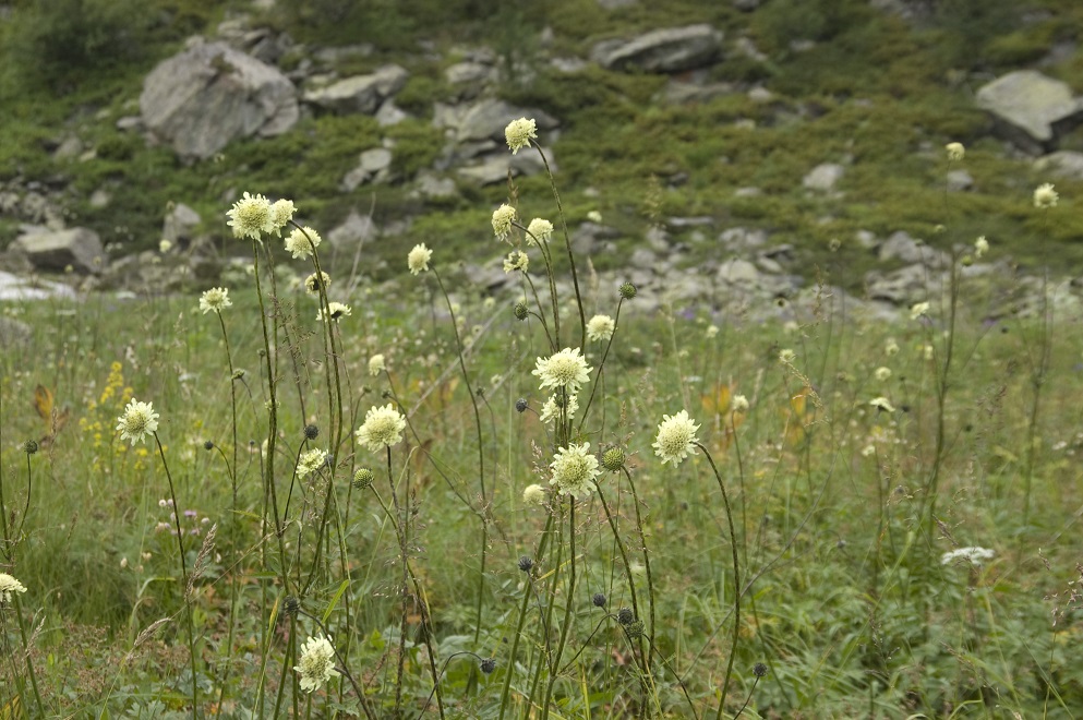 Изображение особи Cephalaria gigantea.