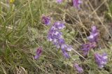 Vicia sosnowskyi