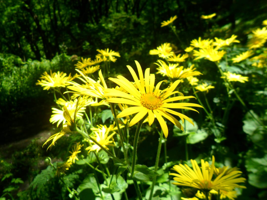 Изображение особи Doronicum macrophyllum.