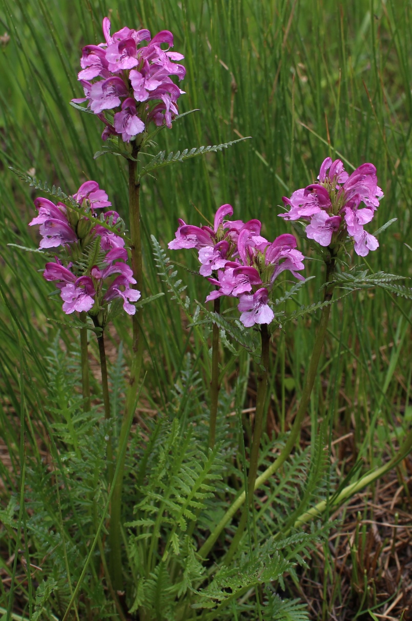 Изображение особи Pedicularis sudetica ssp. arctoeuropaea.