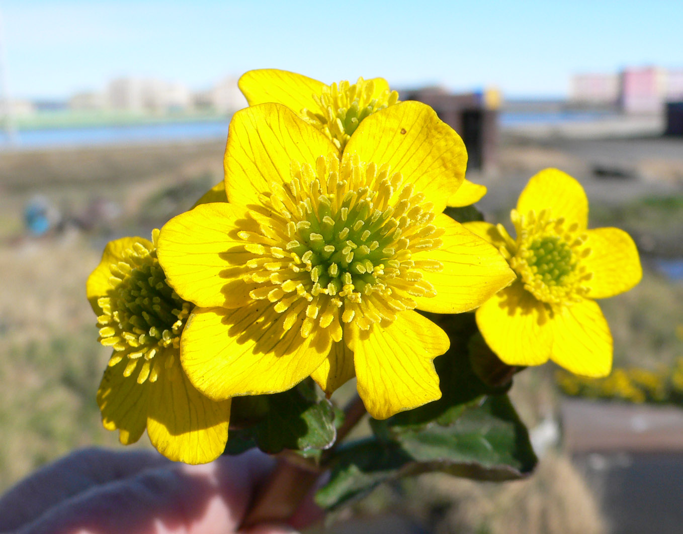 Image of Caltha violacea specimen.