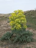 Ferula foetida