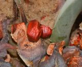 Macrozamia riedlei