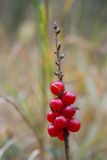 Daphne mezereum