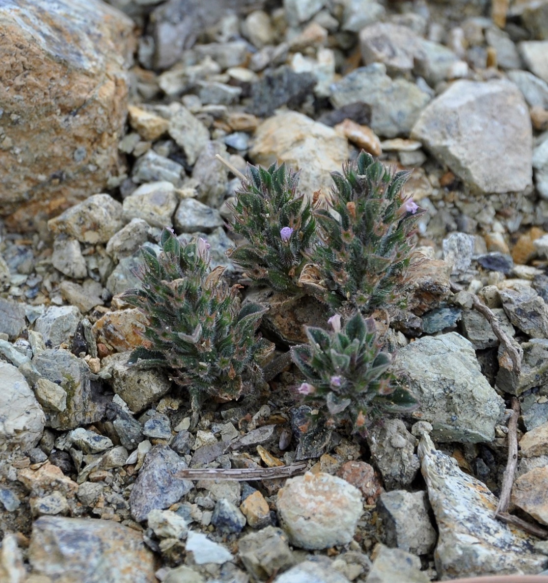 Изображение особи Ziziphora graveolens.