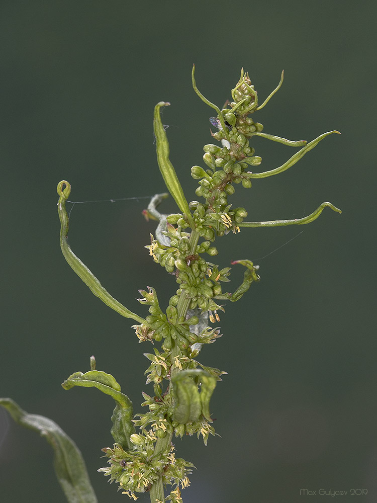 Изображение особи Rumex maritimus.