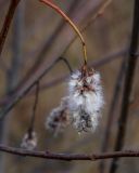 Salix pentandra. Соплодие. Пермский край, г. Пермь, Кировский р-н, выработанный участок карьера. 26.10.2019.