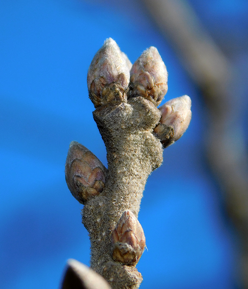 Изображение особи Quercus pubescens.