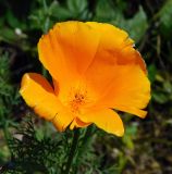 Eschscholzia californica