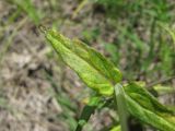 Melampyrum pratense. Аномальный лист. Краснодарский край, Абинский р-н, окр. пос. Синегорск, луг. 26.05.2020.