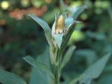 Centaurea pseudophrygia. Верхушка побега с развивающимся соцветием. Ульяновск, Заволжский р-н, опушка широколиственного леса с кустарниковыми зарослями. 06.07.2021.