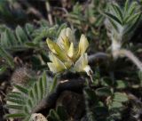 Oxytropis pilosa