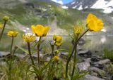 Ranunculus brachylobus