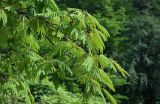 Albizia julibrissin