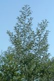 Acacia dealbata