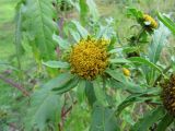 Bidens radiata