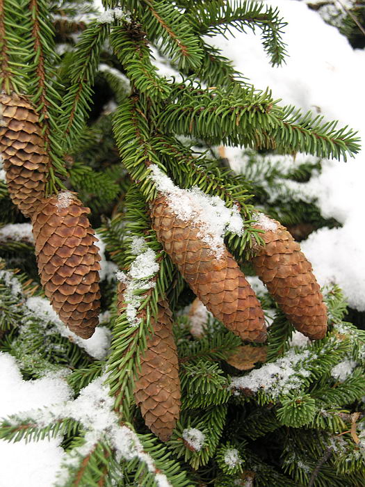 Изображение особи Picea abies.