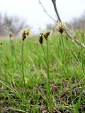 Carex stenophylla. Цветущие растения. Ростовская обл., Азовский р-н, окр. с. Займо-Обрыв на побережье Таганрогского залива в устье р. Кагальник. 18.04.2012.