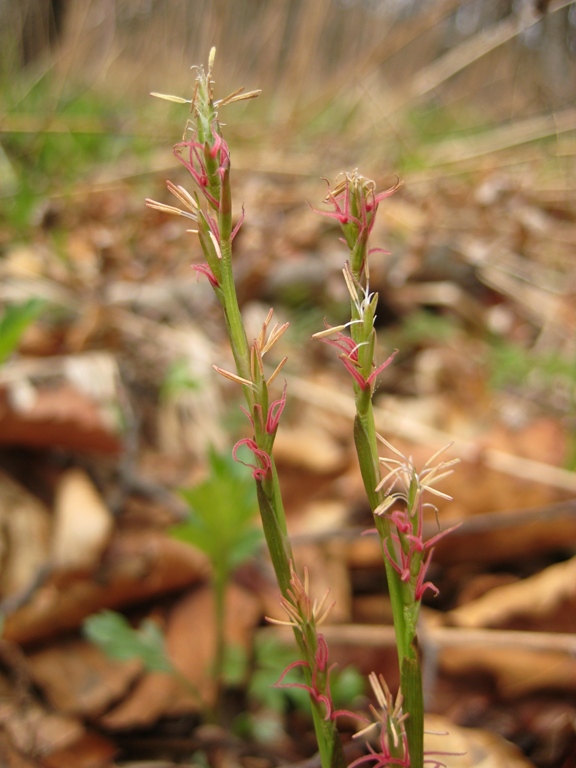 Image of Carex siderosticta specimen.