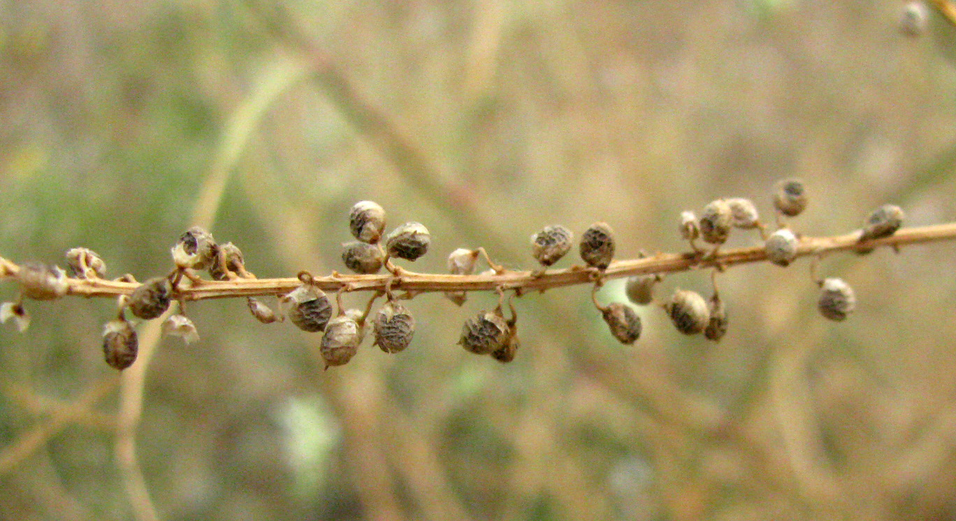 Image of Melilotus tauricus specimen.