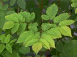 Aruncus sylvestris