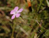 Dianthus ramosissimus