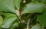 Magnolia salicifolia