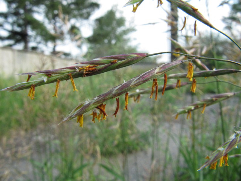 Изображение особи Bromopsis inermis.