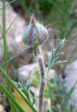 Ranunculus asiaticus. Бутон. Израиль, г. Беэр-Шева, рудеральное местообитание. 06.03.2013.