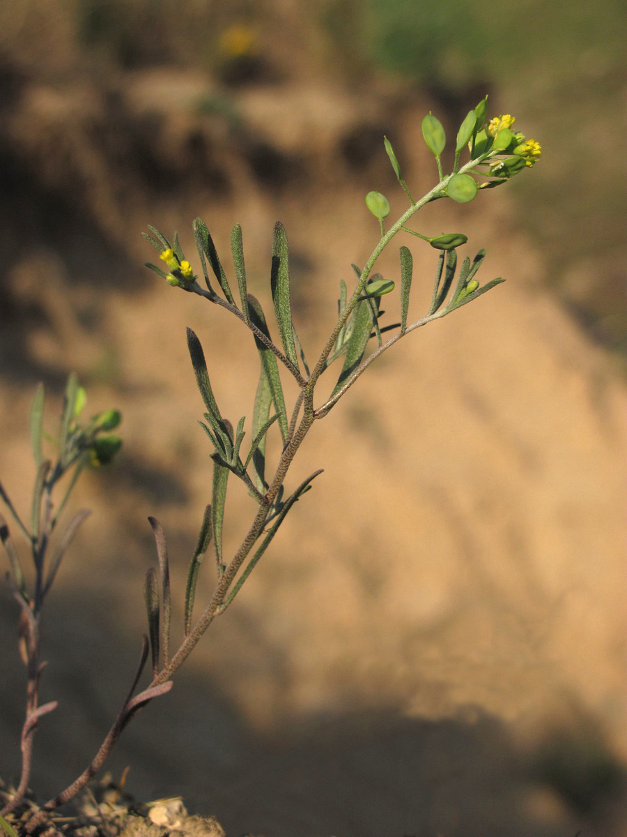 Изображение особи Meniocus linifolius.