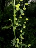 Artemisia tanacetifolia