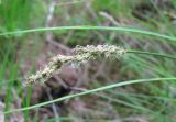 Carex appropinquata