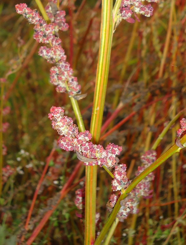 Изображение особи Chenopodium album.