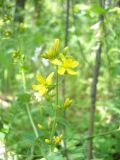 Hypericum hirsutum