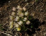 Pulsatilla orientali-sibirica