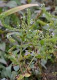 Veronica anagallis-aquatica