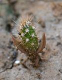 Opuntia tortispina