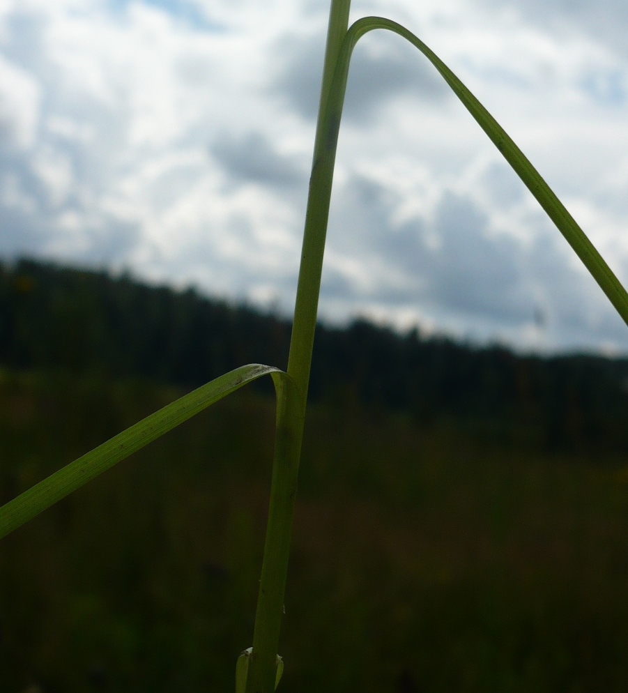 Изображение особи Carex muricata.